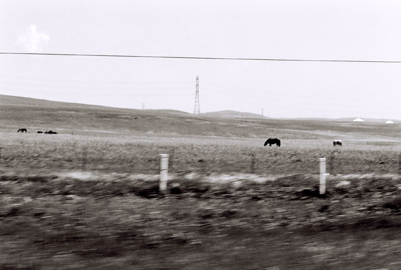 grazing