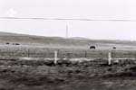 grazing